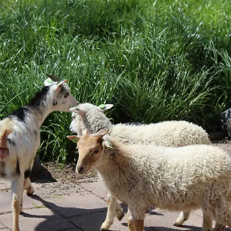 Broeckhuys Lakeview Vip Bungalows 6p With Sauna Aan Het Water Met Wijds Uitzicht *