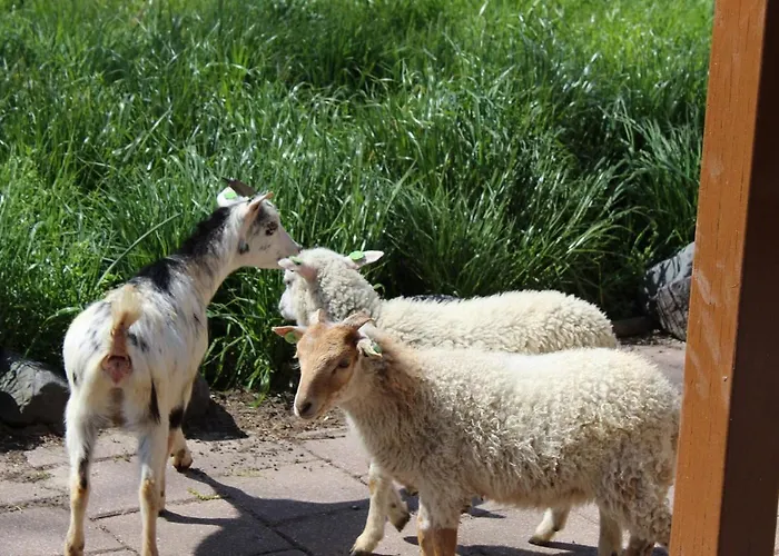 Broeckhuys Lakeview Vip Bungalows 6p With Sauna Aan Het Water Met Wijds Uitzicht *